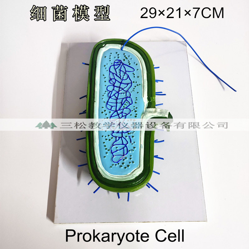 细菌模型 高倍放大细胞病毒细菌标本染色体鞭毛 生物教学演示模型 - 实物图