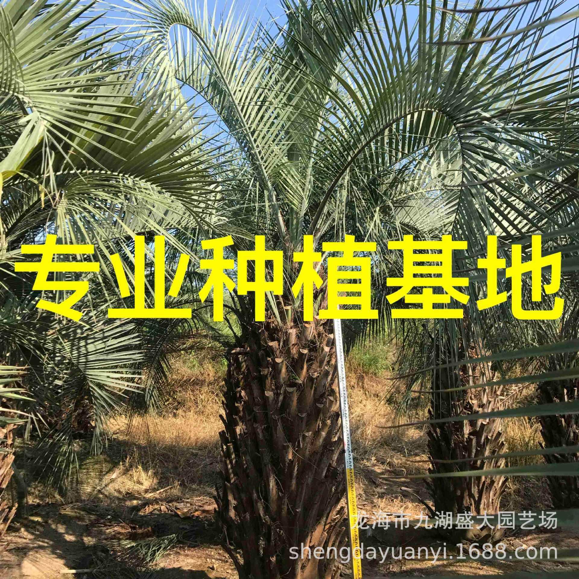 福建布迪椰子基地 上海布迪椰子价格 浙江布迪椰子河南布迪树
