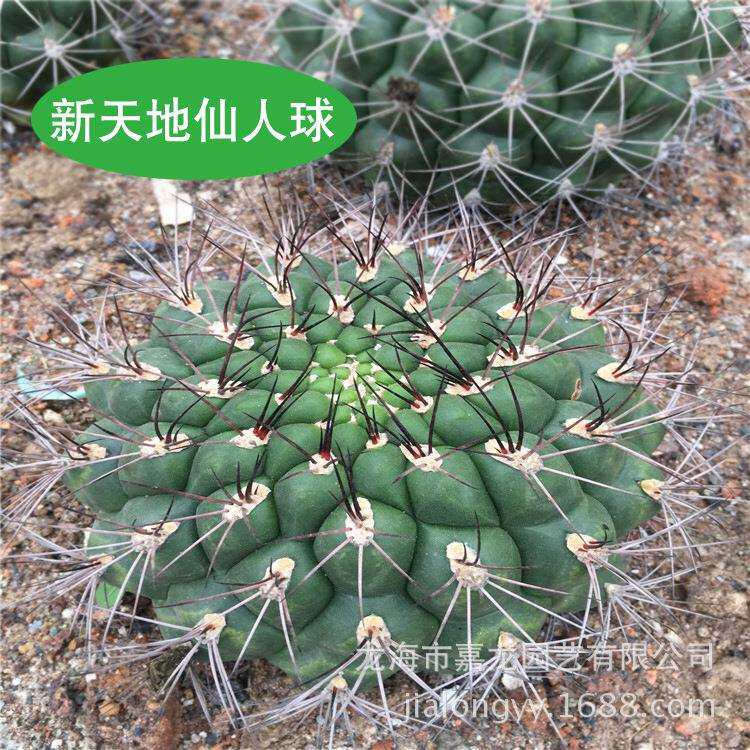 新天地仙人球 实生豹子头 热带沙生植物 多浆多肉植物 裸萼球属