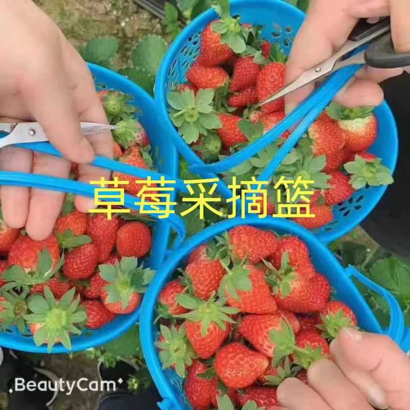 ?草莓篮水果采摘塑料杨梅篮手提红色新料鸡蛋篮樱桃篮子