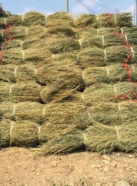 格产地供应各种规XKX枝新枝老竹枝扫苗屋顶篱笆围栏装帚饰竹子竹