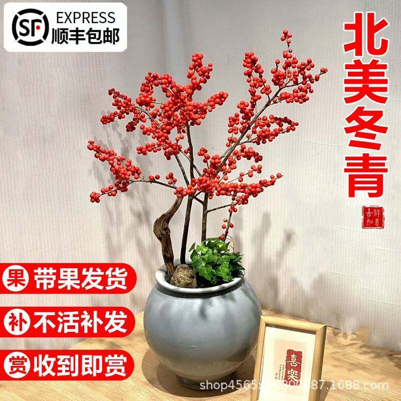 美冬青盆鲜栽树苗耐112201寒年花卉真花带冬红果盆景北老宵桩喜庆