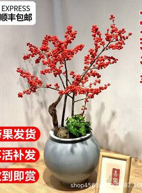 美冬青盆鲜栽树苗耐112201寒年花卉真花带冬红果盆景北老宵桩喜庆