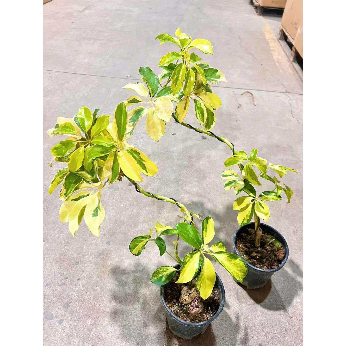 【基地直供】观叶植物居家花卉网红精品加仑盆控养造型花巴叶15装