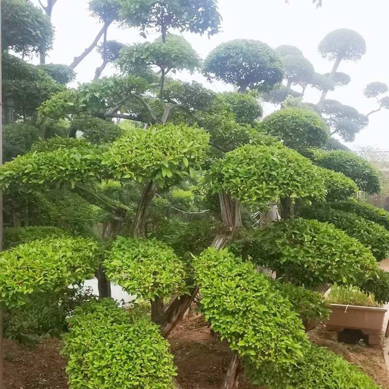 小叶女贞造型树庭院别墅绿化工程苗种植观赏四季长青高杆小叶女贞