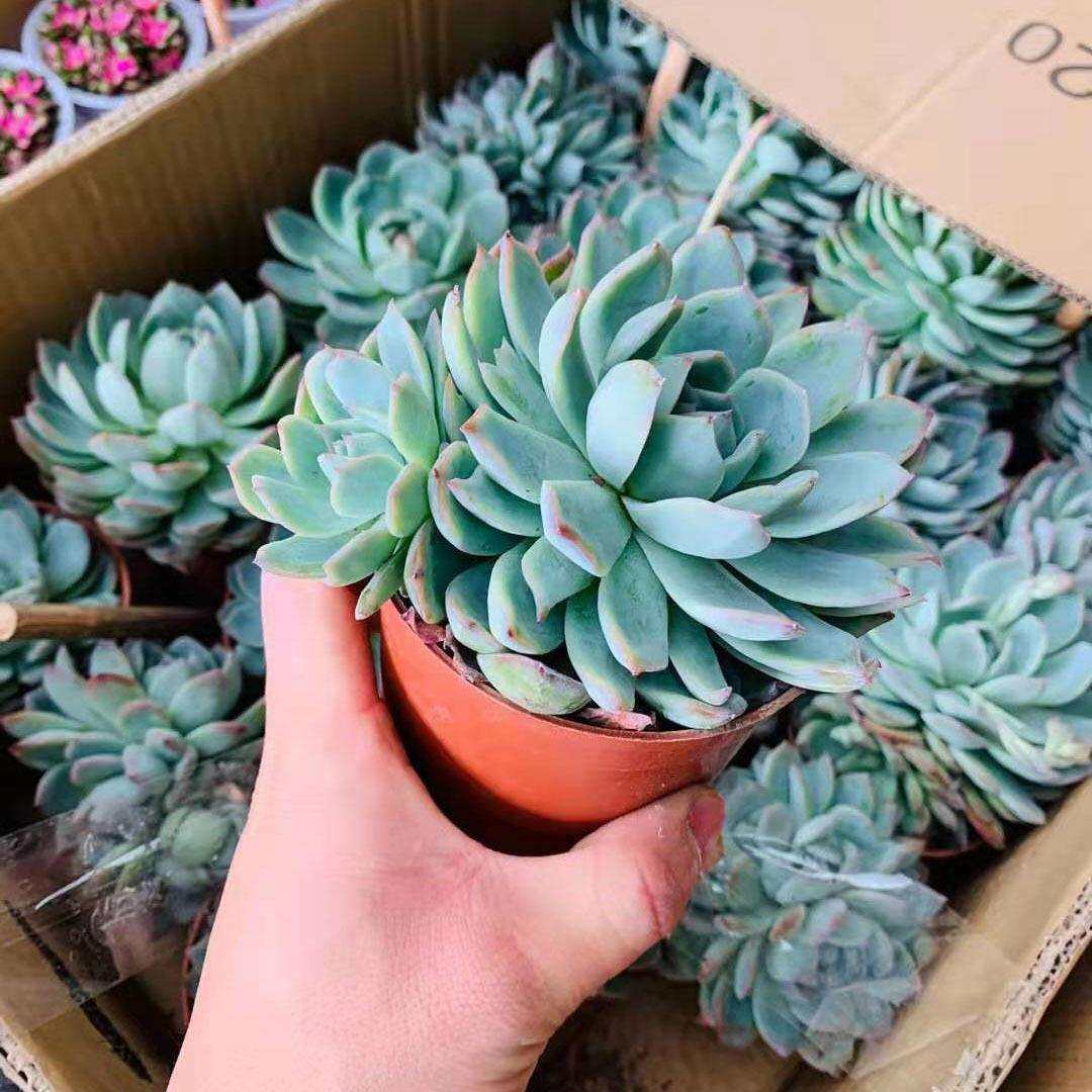 【基地直供】多肉植物盆栽花卉阳台植物盆栽桌面布置 120水莲
