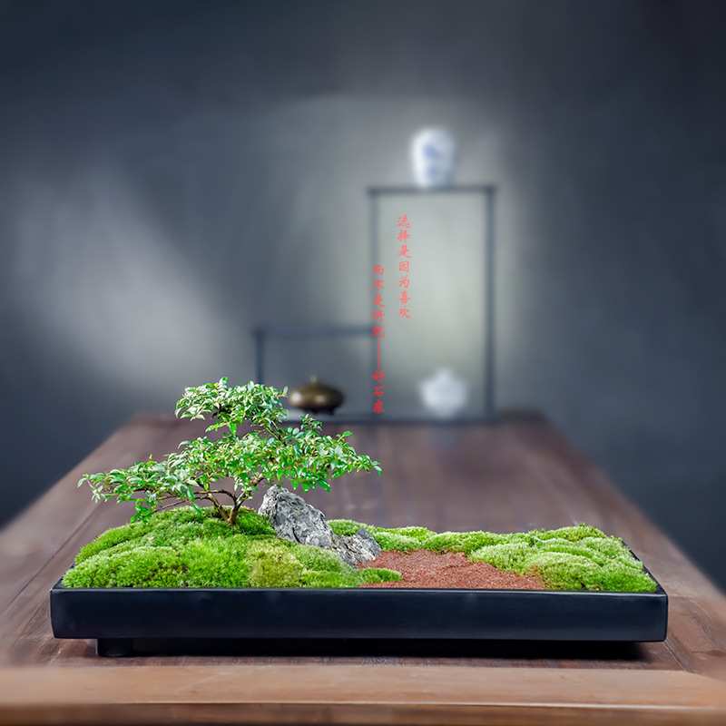 好石寨 乌金石新中式盆景组合禅意茶室盆栽菖蒲文竹苔藓 微景观盆