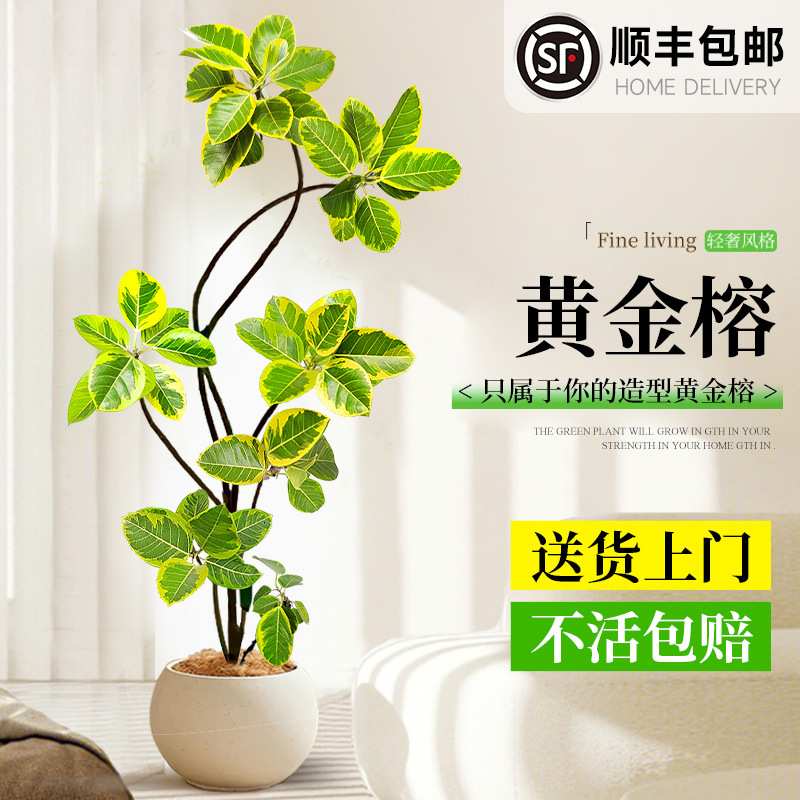 黄金榕客厅绿植室内大型植物富贵榕橡皮树大盆栽落地大号好养禄植