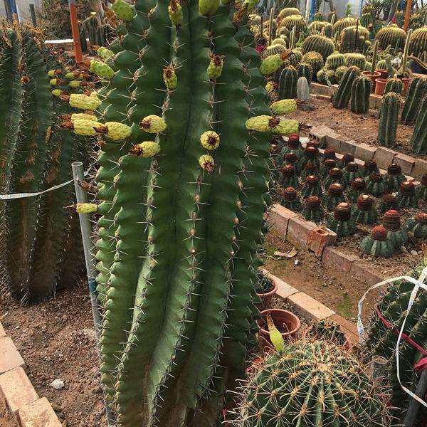常年开花仙人球 巨鹫玉于钩刺沙生植物苗木基地 大型造景沙生植物