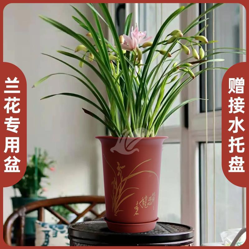 兰花花盆盆景大花蕙兰花卉绿植紫砂盆蝴蝶兰专用君子兰六方形