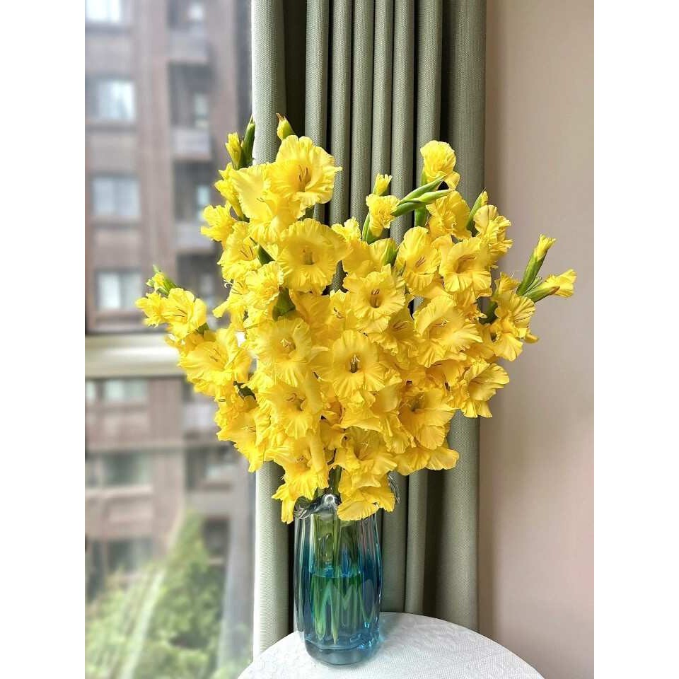 黄色剑兰鲜花云南昆明直发小众花材水养水培家庭插花