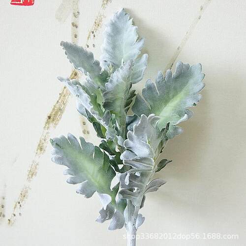 仿真植毛银叶菊 婚庆家居装饰假花绿植墙花束配材仿真花假花