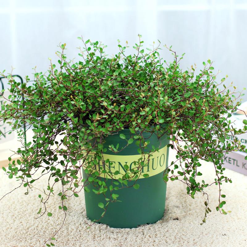 千叶吊兰植物室内好养花卉盆栽金边吊兰桌面小绿植水养水培垂吊图片