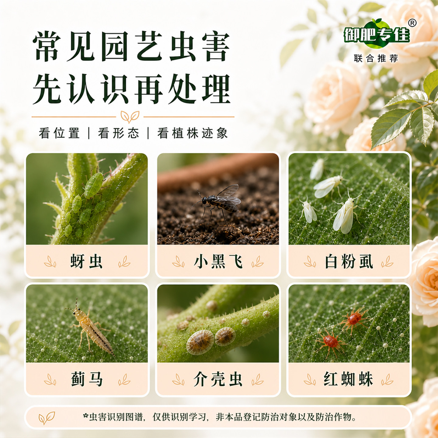 呋虫胺小黑飞蚜虫专用药杀虫剂