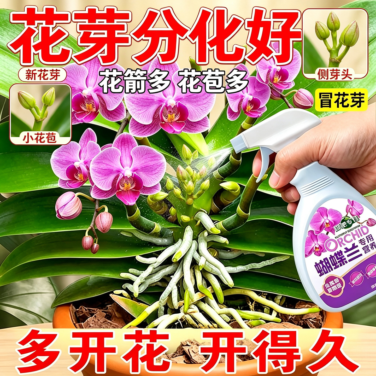 蝴蝶兰营养液兰花专用花肥