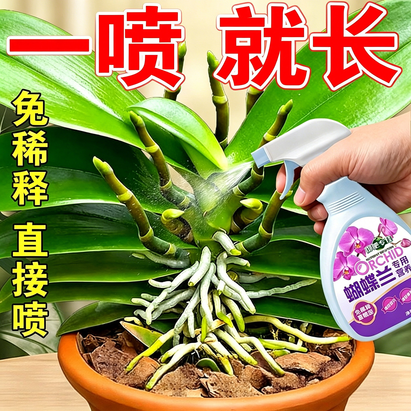 蝴蝶兰营养直喷免稀兰花开花