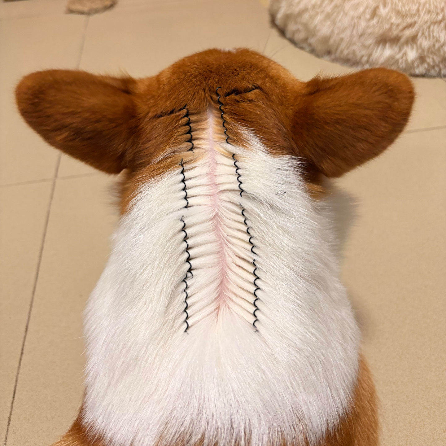 宠物驱虫发卡猫咪狗狗固定毛发神器体外辅助工具精准抓夹道具梳毛