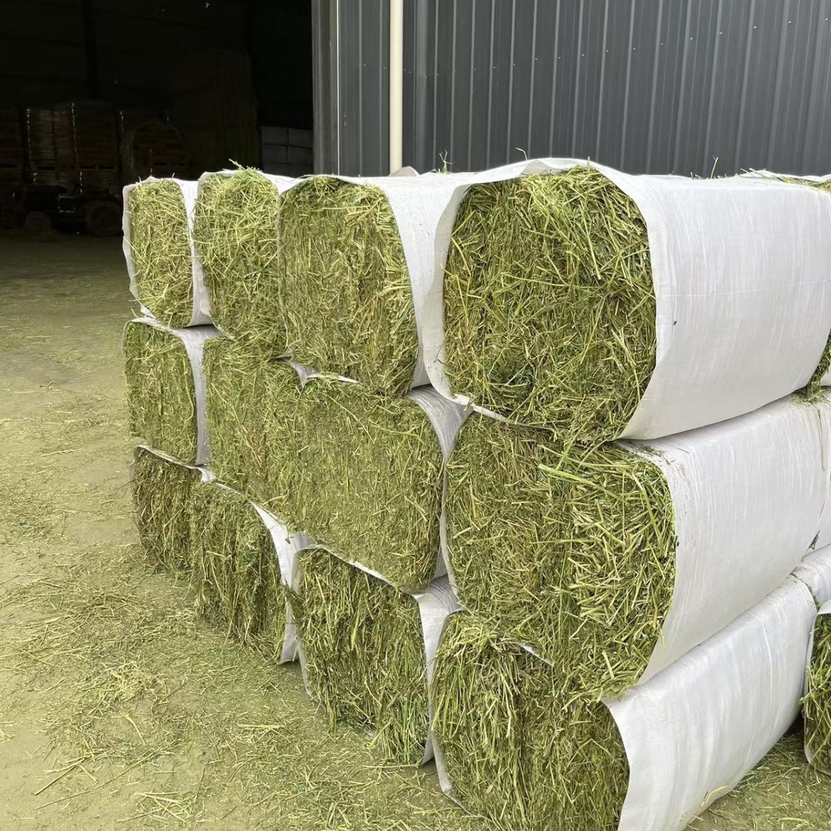 2026头茬苜蓿草紫花苜蓿草动物园用草牛羊马牧草