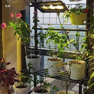 月季 卉补光灯植龙物灯室果内家用多肉大棚YCY蔬菜花火植物生长阳