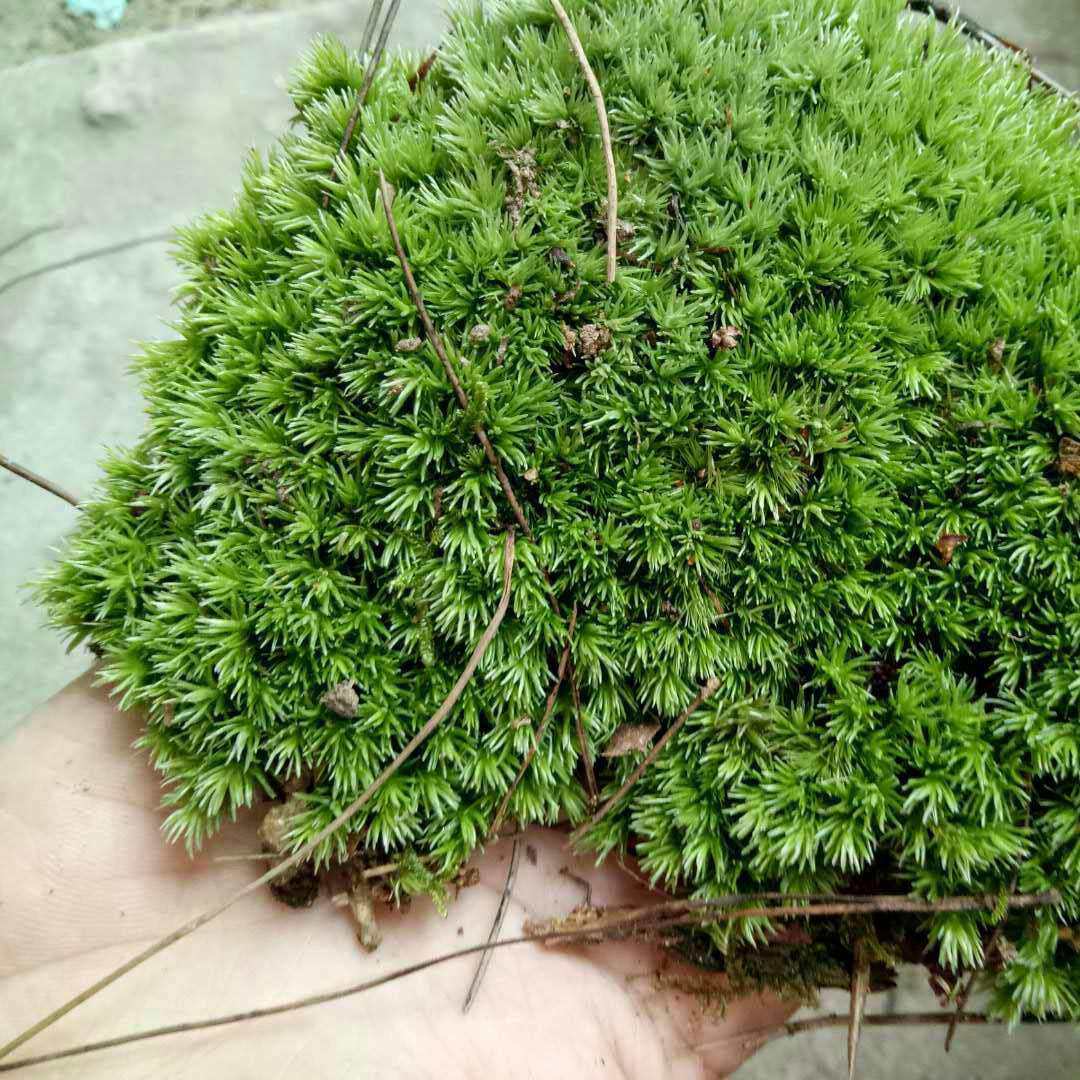 微景观苔藓小白发苔藓 白发藓 大灰苔藓 风干阴干发货1平方米