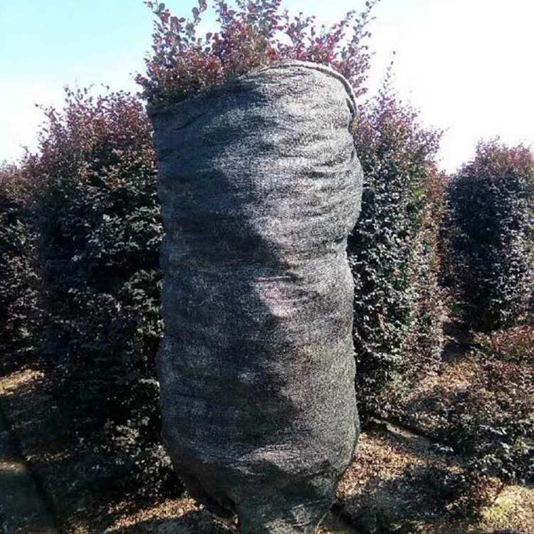 苗木 绿化工程 园林 红花继木柱 多规格 基地供应 品质优良