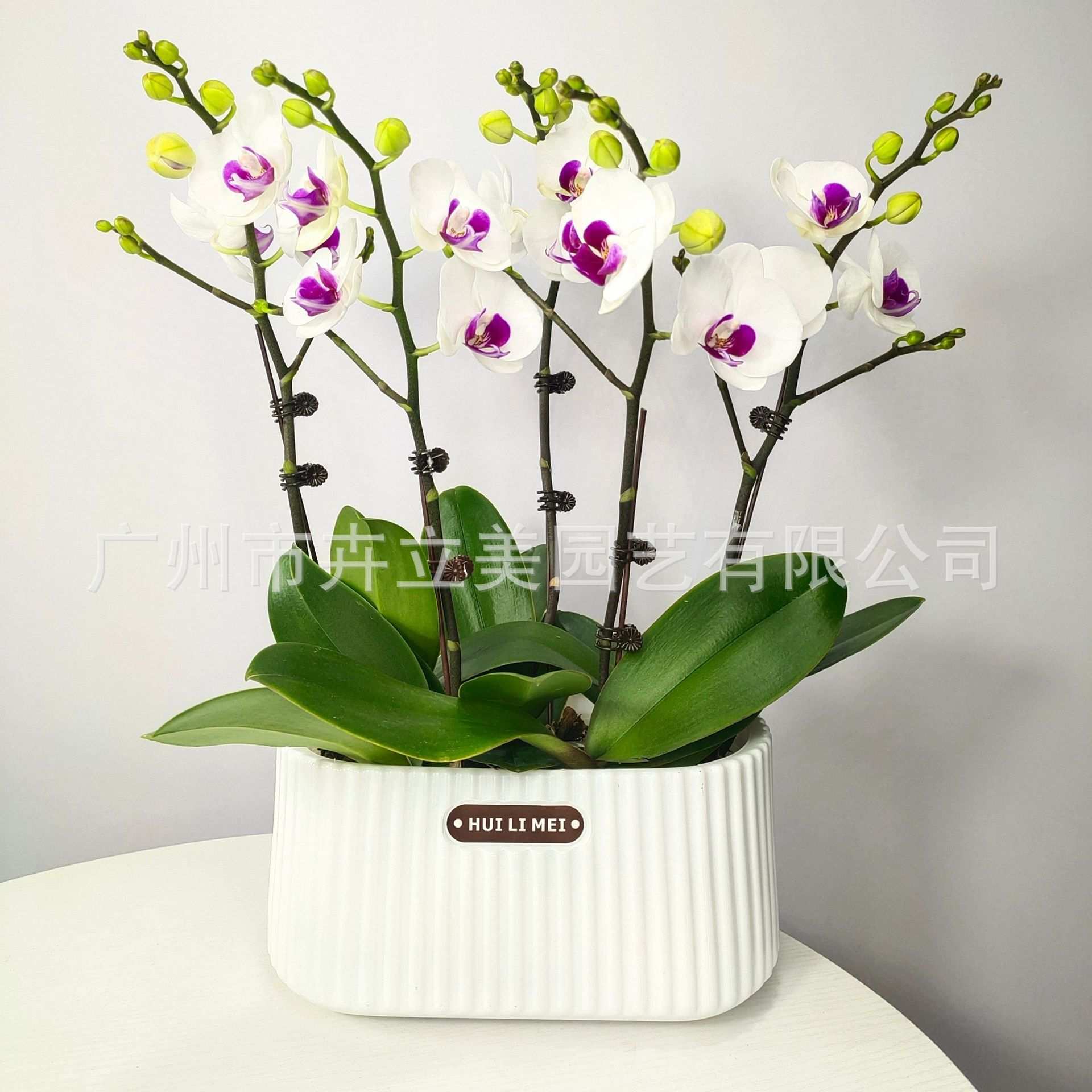 简约欧式竖纹椭圆形创意树脂花盆磨砂底孔透气大号塑料花盆雅纹盆