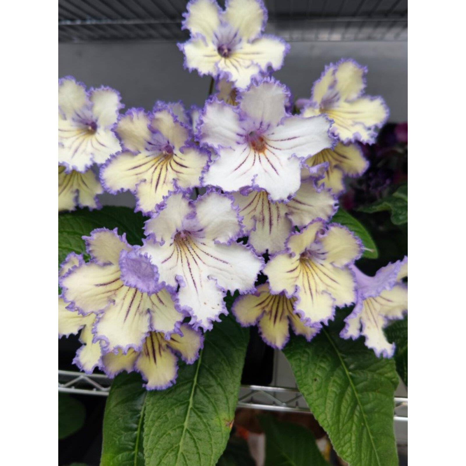 苦苣苔进口堇兰~珍珠（爆款），室内耐阴多季节开花多年生草本图片