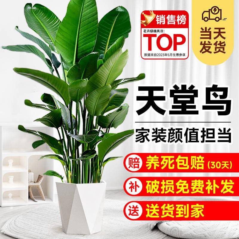 天堂鸟盆栽室内大型植物客厅绿植鹤望兰新房去甲醛办公室好养花卉
