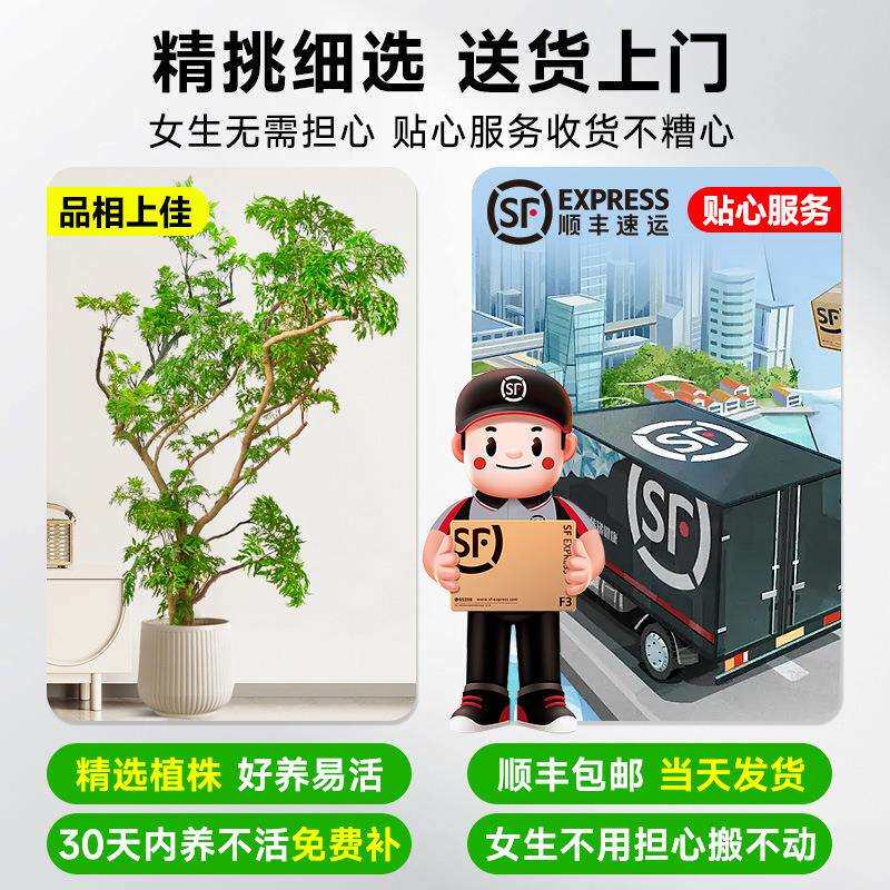 羽叶福禄桐盆栽大型绿植室内客厅落地金钱兜盆景造型圆叶禄植真树
