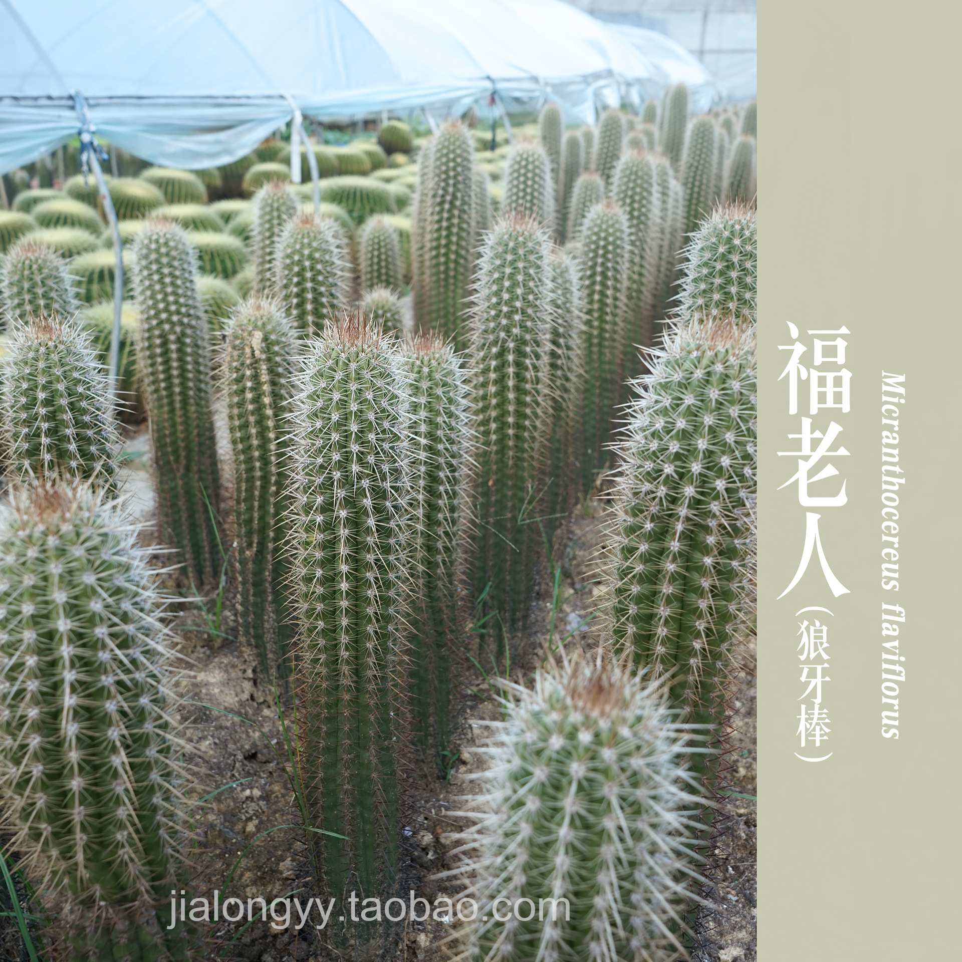 狼牙棒 幸福柱仙人柱产品 景观生态植物园沙漠植物 福老人仙人柱