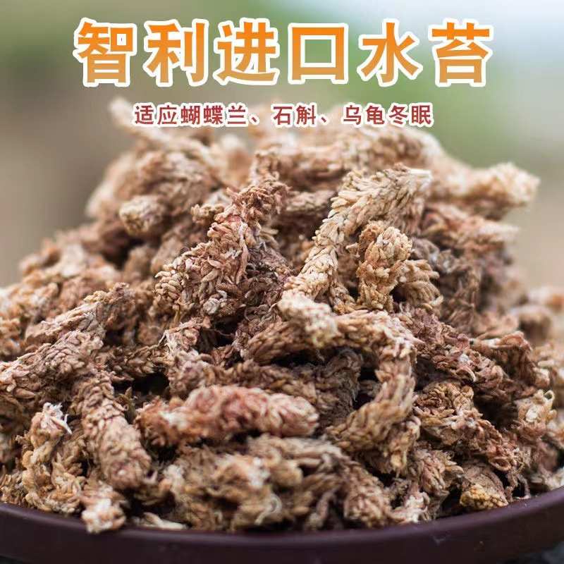 智利水苔无菌蝴蝶兰石斛兰花多肉食虫植物专用干苔藓