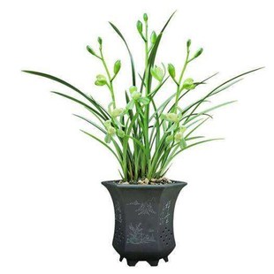 建兰素心国兰原盆原土四季兰浓香花卉室内好养绿植盆栽夏秋带花苞