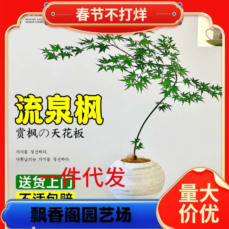 一件代发花叶春流泉枫盆栽绿植书房客厅庭院植物黄金柳泉枫树盆景