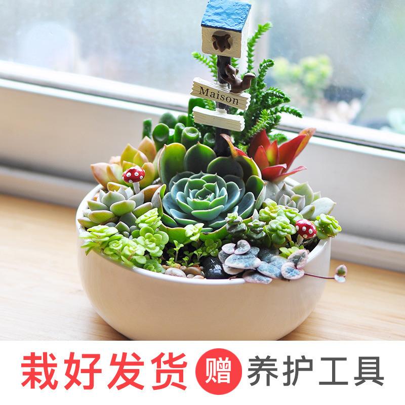 成品包邮無土不生多肉组合盆栽母亲节礼物办公室植物多肉植物
