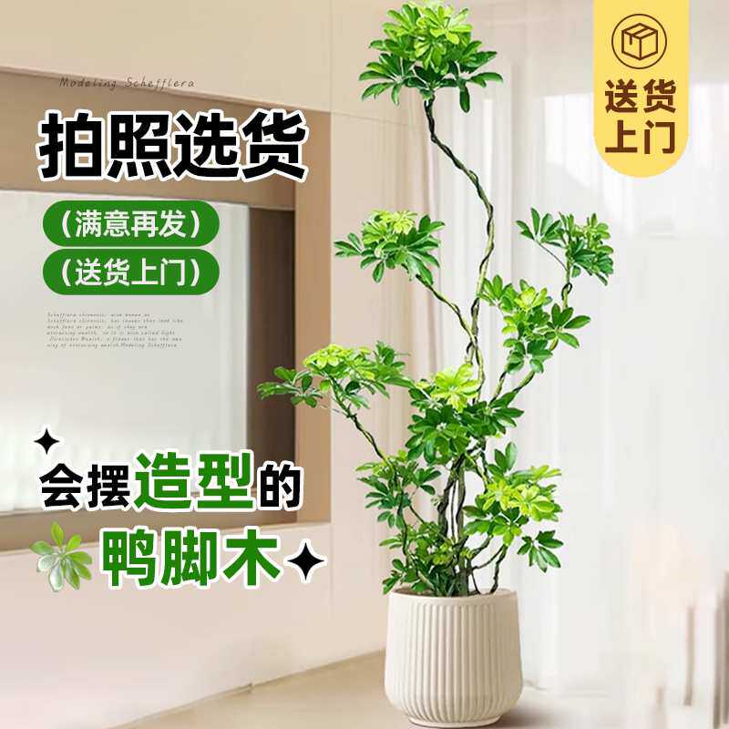 网红造型鸭脚木客厅大盆栽鸭掌木鹅掌室内落地大型四季常青绿植物