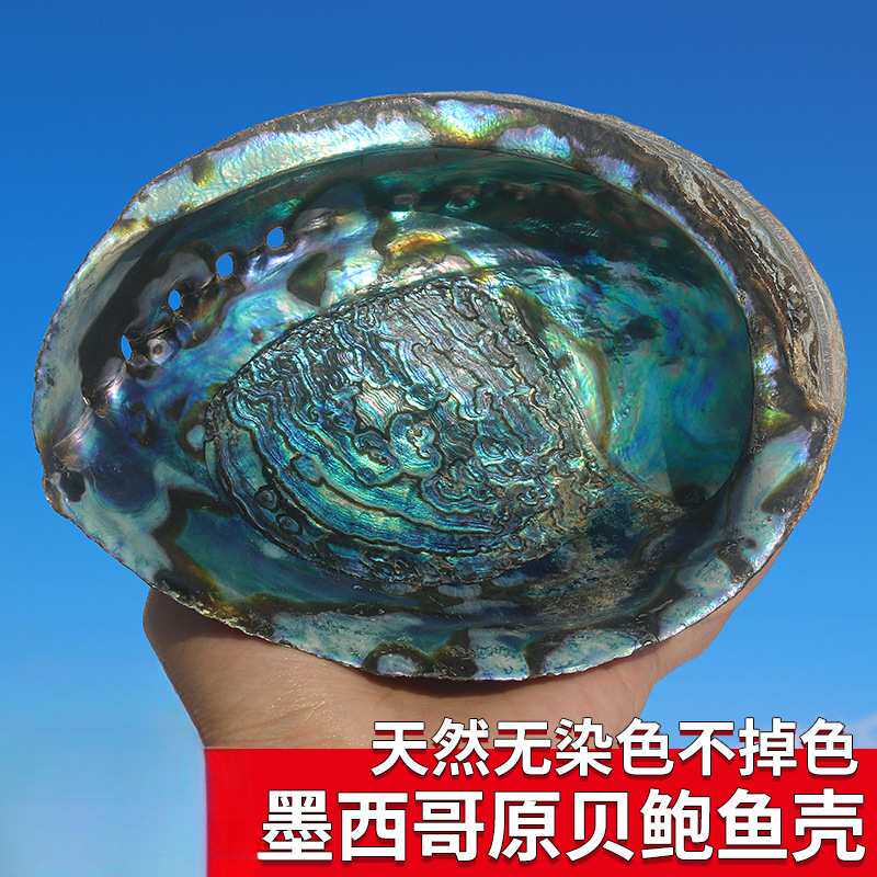 天然鲍鱼贝壳大海螺创意家居装饰品摆件鱼缸水族造景烧鼠尾草器具