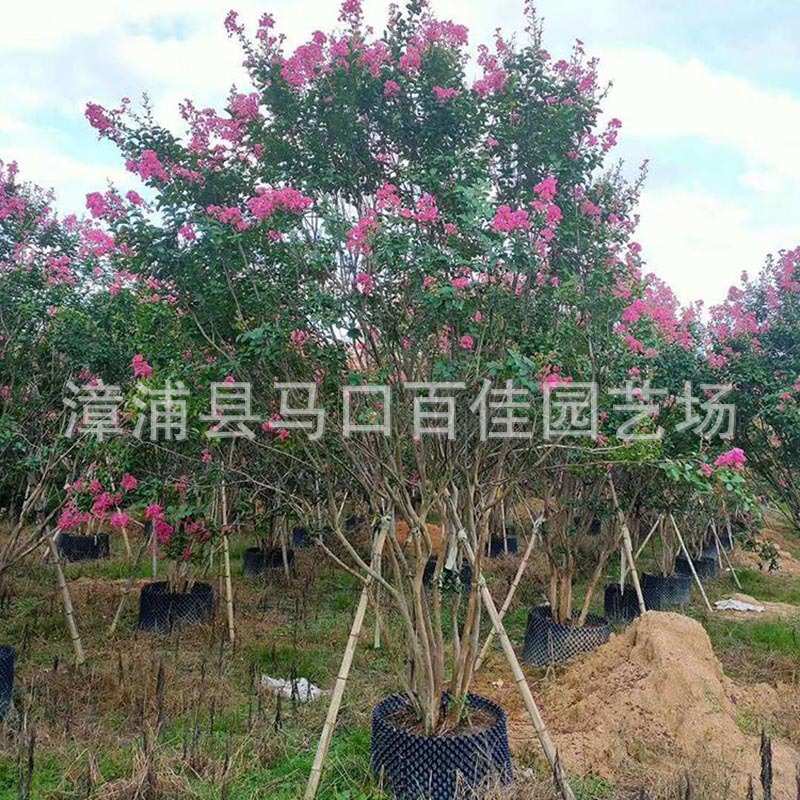 细叶紫薇移植苗 百佳园艺 胸径10cm 小叶紫薇