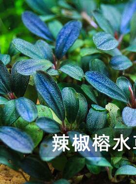 疯狂水草辣椒榕沉木造景套餐水榕水草生态鱼缸真水草植物草缸前景