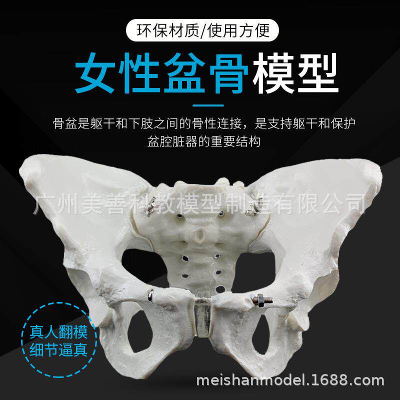 女性骨盆模型 女性盆骨模型 助产示范教学模型 女性骨骼模型