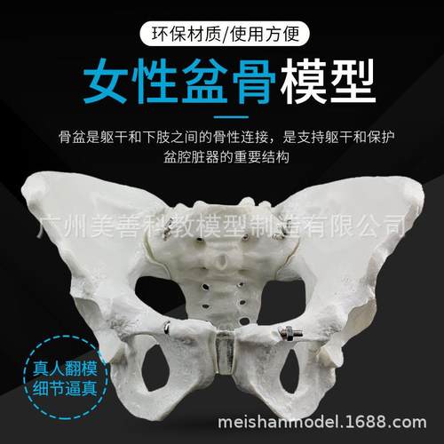 女性骨盆模型 女性盆骨模型 助产示范教学模型 女性骨骼模型