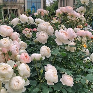 一加仑扦插中苗黛丝德蒙娜栽好阳台楼顶庭院盆栽绿植月季花苗