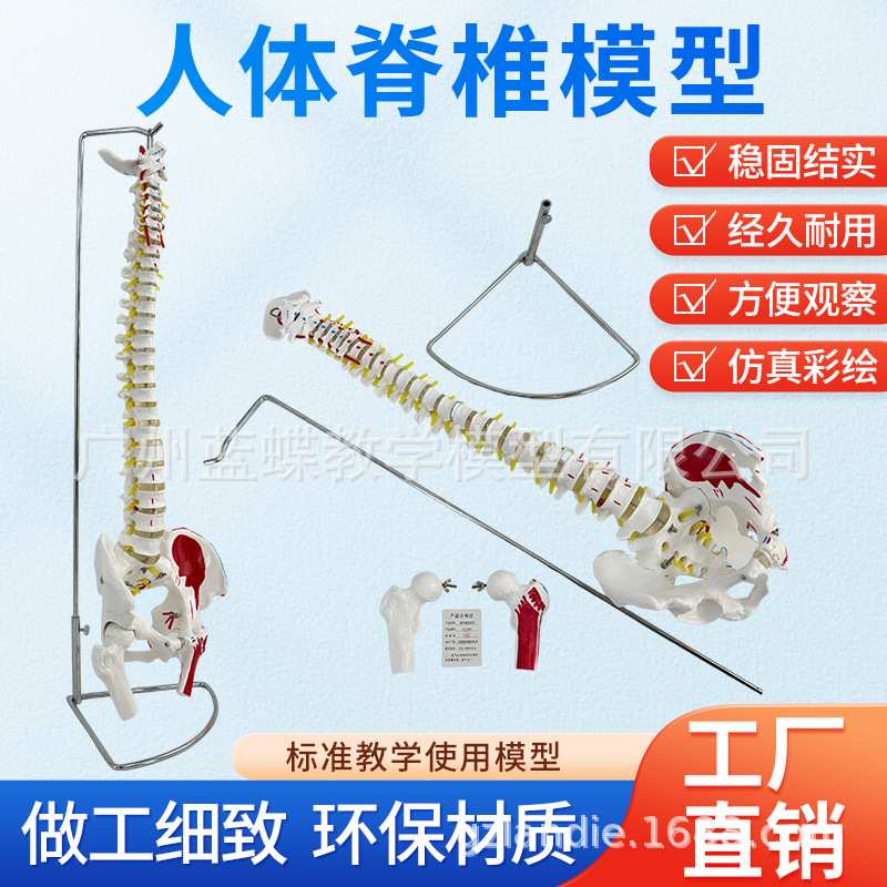 教学80CM自然大人体脊椎带骨盆带肌肉着色胸椎脊柱骨盆股骨脊神经