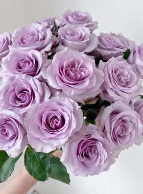顺丰冷链 A级海洋之歌玫瑰浅紫色玫瑰花鲜花 云南昆明直发