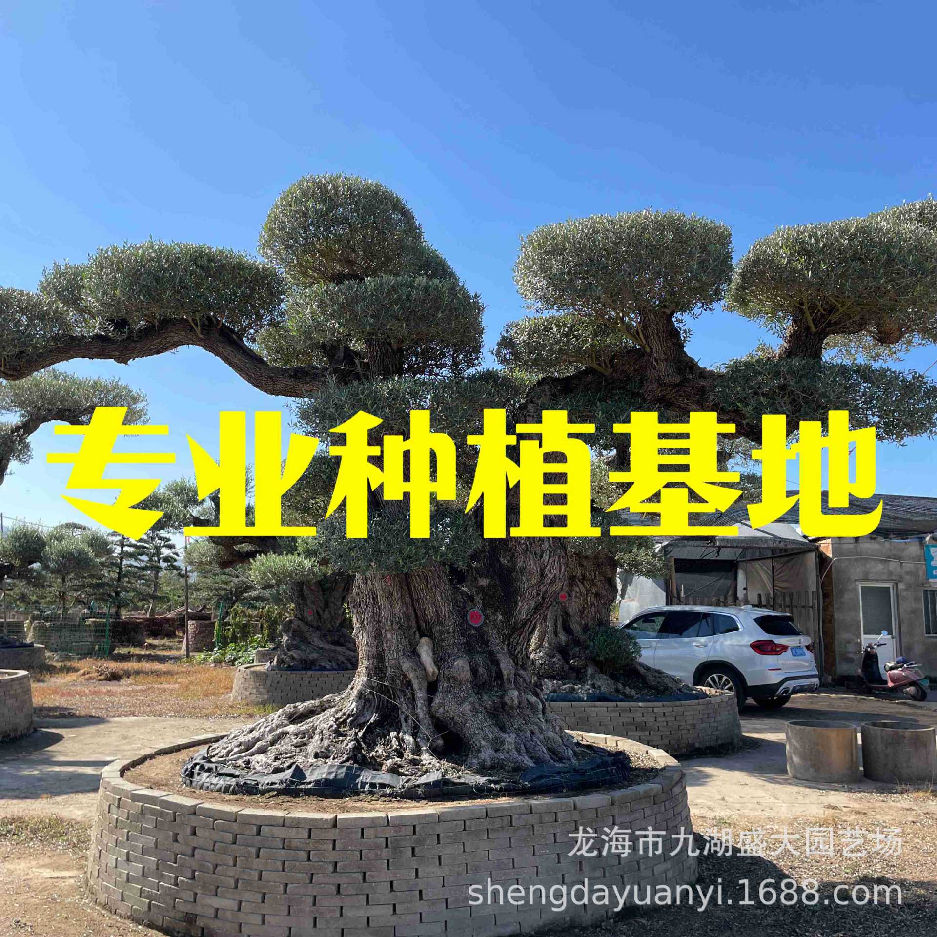 造型欧洲油橄榄树 意大利橄榄树名贵树种 西班牙油橄榄树