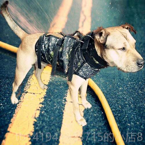 正品比特杜高狗护甲猛犬猎 新2019犬护服 打野猪服装品 衣服防 秋