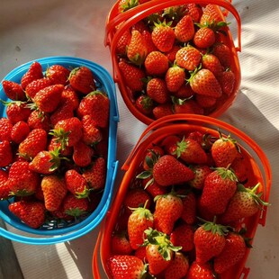 塑料采摘草莓篮子红色杨梅篮手提水果框子包装新料樱桃篮