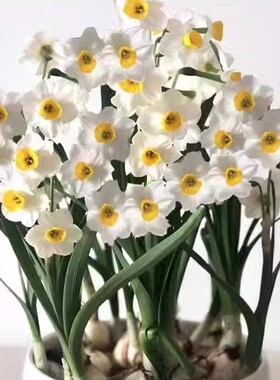 【下单立减30】水仙花年宵花卉冬季室内耐寒水养盆栽植物Y22
