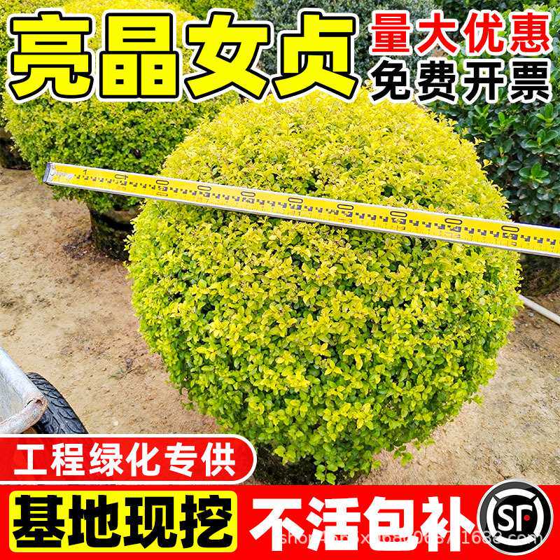 亮晶女贞球形棒棒糖小叶女贞多头造型树别墅庭院花镜景观植物造景