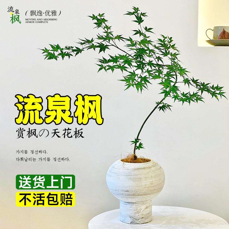 花叶春流泉枫盆栽绿植书房客厅庭院植物黄金柳泉枫树盆景日系禅意