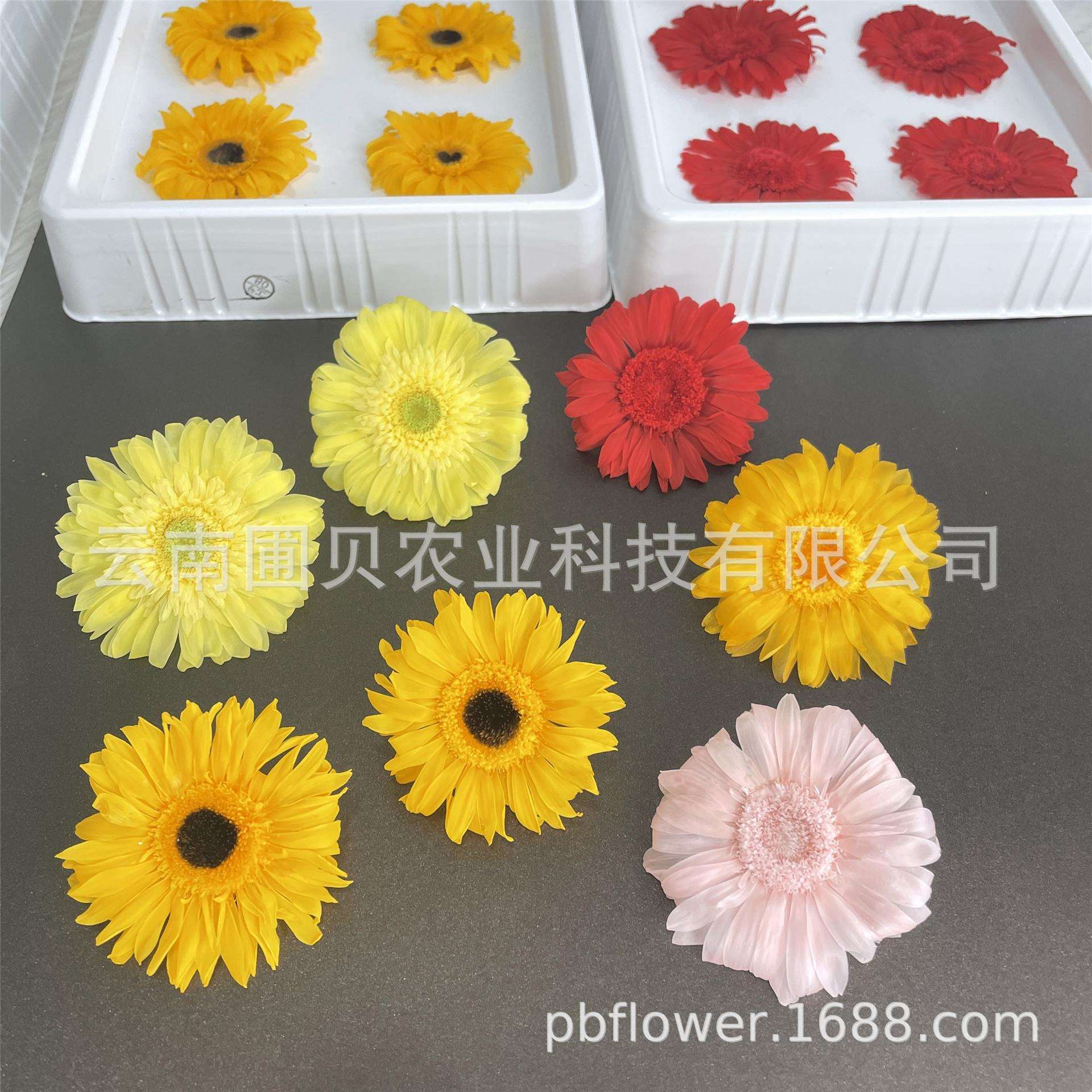 花者保鲜花小向日葵扶桑花永生非洲菊花头母亲节礼物材料